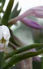 After the rain