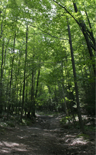 The Pathway Home